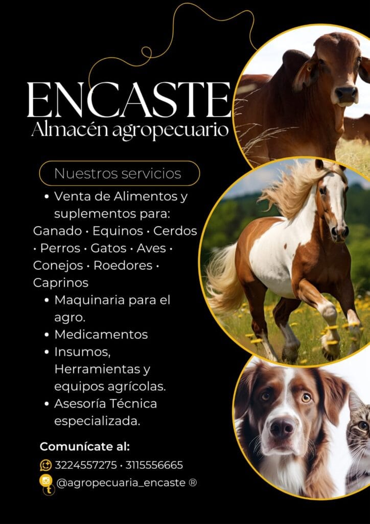 Servicios Encaste 2